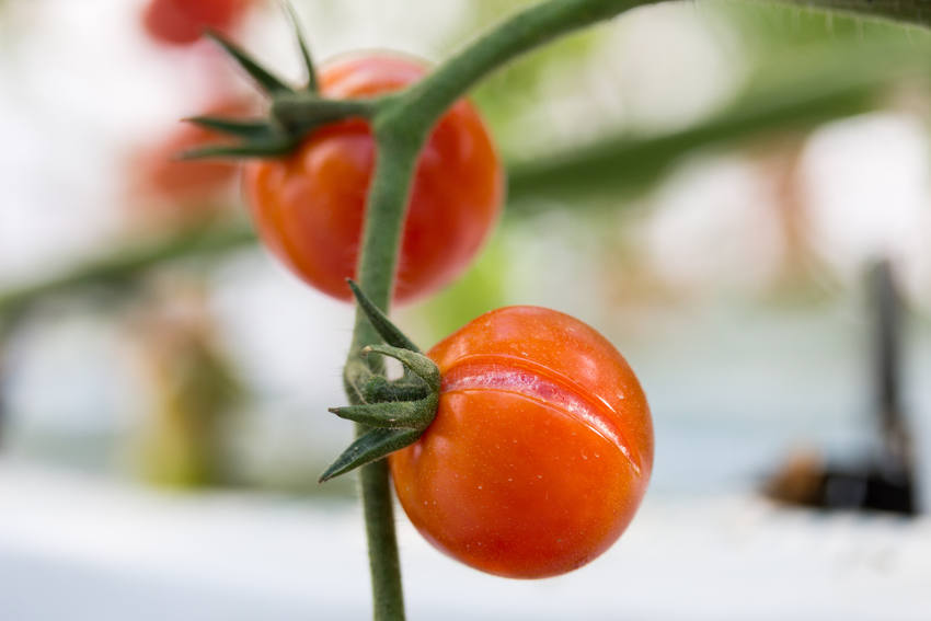 cracked tomato